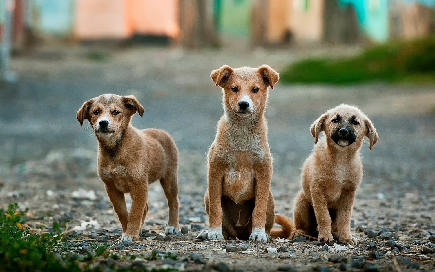 Three young, beige puppies sitting on a cobblestone road look up to the camera.
